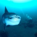 マンボウ　大瀬崎はごろも　井上さん