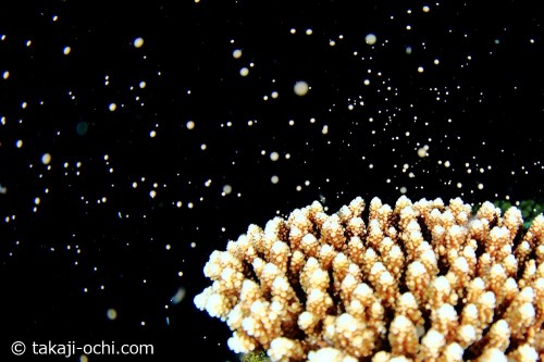 念願のミドリイシ系サンゴの産卵シーン