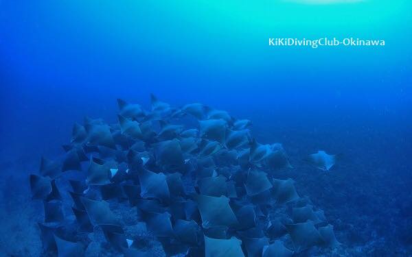 海底が動いた 100枚越えのウシバナトビエイの大群あらわる 沖縄 真栄田岬 ダイビングと海の総合サイト オーシャナ
