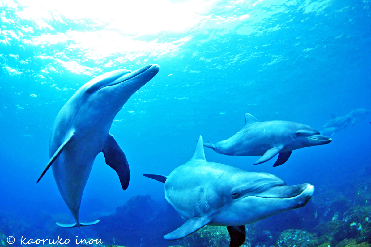 ツンデレでも可愛い 御蔵島ドルフィンスイムの魅力とイルカ撮影に必要なこと ダイビングと海の総合サイト オーシャナ