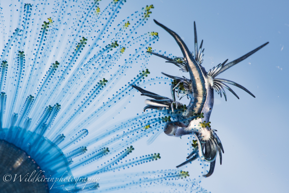 八丈ブルーに漂うブルードラゴン アオミノウミウシ ダイバーなら一度は会いたい美し過ぎるウミウシ ダイビングと海の総合サイト オーシャナ