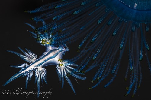 八丈ブルーに漂うブルードラゴン(アオミノウミウシ)　～ダイバーなら一度は会いたい美し過ぎるウミウシ～