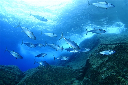 トンバラの岩礁に打ち付ける波をバックに泳ぐイソマグロの群れ。男っぽい海中景観