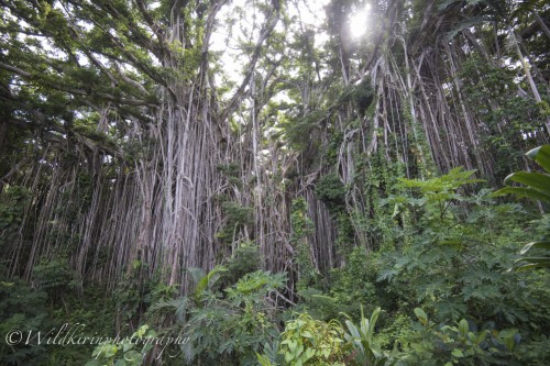 全長100mにもなるタンナ島のバンヤンツリー