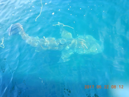 イケスに放ったメガマウスザメ(写真提供/波左間海中公園)