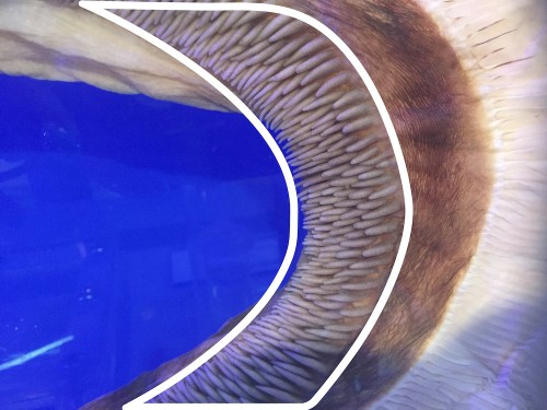 メガマウスザメの鰓耙。一番内側のモップの毛みたいなのが鰓耙で、外側の白い部分がエラ。　東海大学海洋科学博物館にて撮影(写真提供/沼口麻子さん)