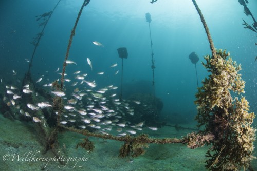Fukuura Underwater Complete_22