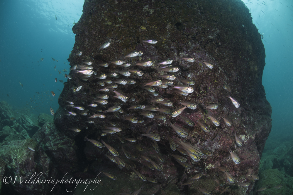 漁礁の横には少しオーバーハングになっている岩があり、ネンブツダイなど魚影が豊富