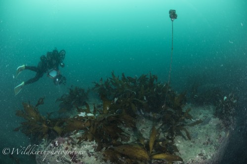 Ishibashi Underwater Complete_24