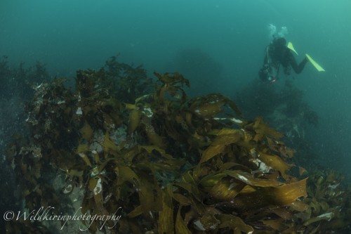 Ishibashi Underwater Complete_42