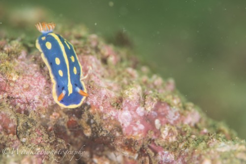 岩場にはアオウミウシなどの人気の生物も