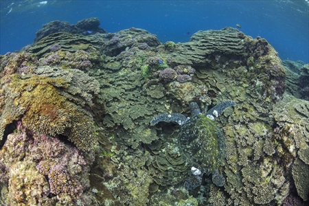 テトラポットで囲まれた湾内に、テーブルサンゴがびっしり。アオウミガメもよく見られる（底土）
