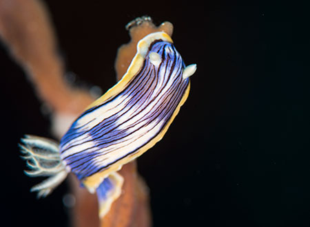 コンガスリウミウシ 冬～春にかけて浅場で見られる、体長3cmほどのウミウシ。青色をベースに黒の縞と白の斑点がランダムに入っている。研究が進んでおらず、詳しい生態は未だ不明だ。八丈島と小笠原でしかほとんど確認されていない