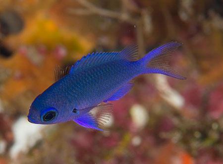 シロボシスズメダイ ぜひ狙いたいのが幼魚。青とも紫とも言えない、淡く輝く絶妙なニュアンスカラーで、見るものを虜にする。大人になるにつれ、スズメダイの例にもれず灰色へと体色を変えていく。成魚は体長17cmほどになる