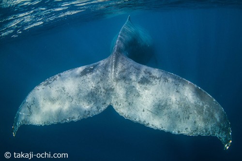 奄美大島のザトウクジラ（撮影：越智隆治）