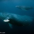 奄美大島のザトウクジラ（撮影：越智隆治）