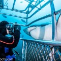 オーストラリアのホホジロザメ（撮影：越智 隆治）