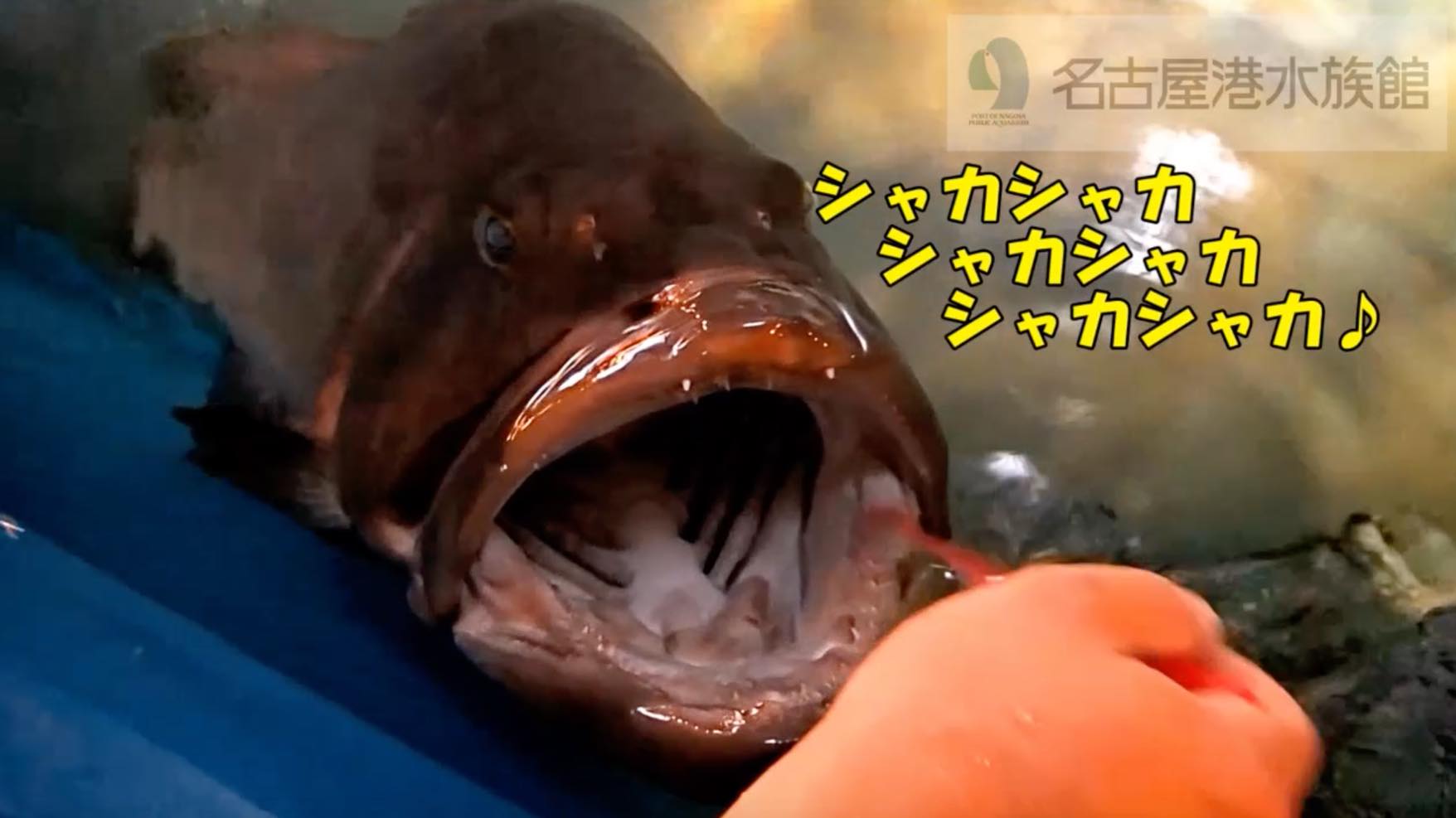 人間に歯みがきをしてもらうクエが可愛いと話題 名古屋港水族館 ダイビングと海の総合サイト オーシャナ