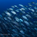 バリカサグ　関戸紀倫