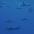 ハワイ島（小笠原愛）