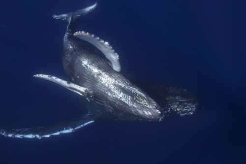 ネイチャー部門 優秀賞　MANA 野元学「Mother and Calf of Humpback Whale」
