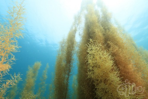 海底から太陽に向けて伸びるマメタワラ