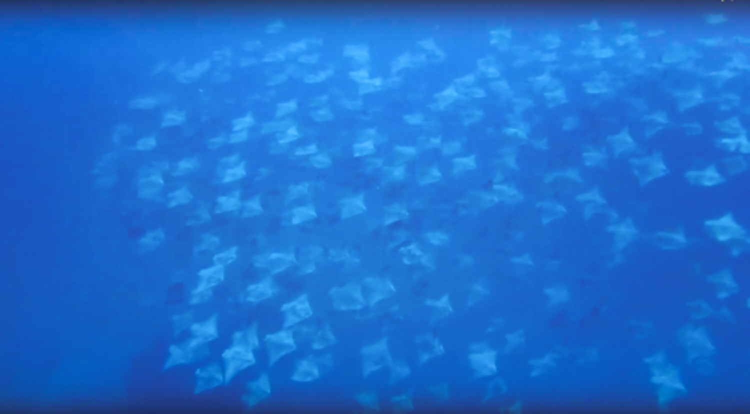 速報 沖縄 万座で ミニマンタ ことモブラの大群が現る 貴重な動画撮影も ダイビングと海の総合サイト オーシャナ