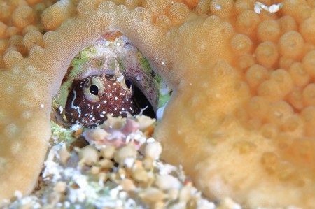 ヤイトギンポの幼魚。ギンポの仲間はたくさん生息している