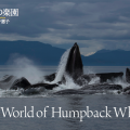 The World of Humpback Whales