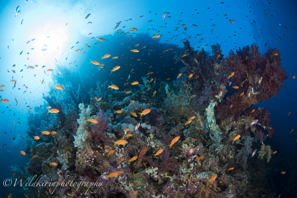 レッドシー 紅海 ダイビングの魅力 色とりどりの魚群にドロップオフに群生するハードコーラル そして 便器 ダイビング と海の総合サイト オーシャナ