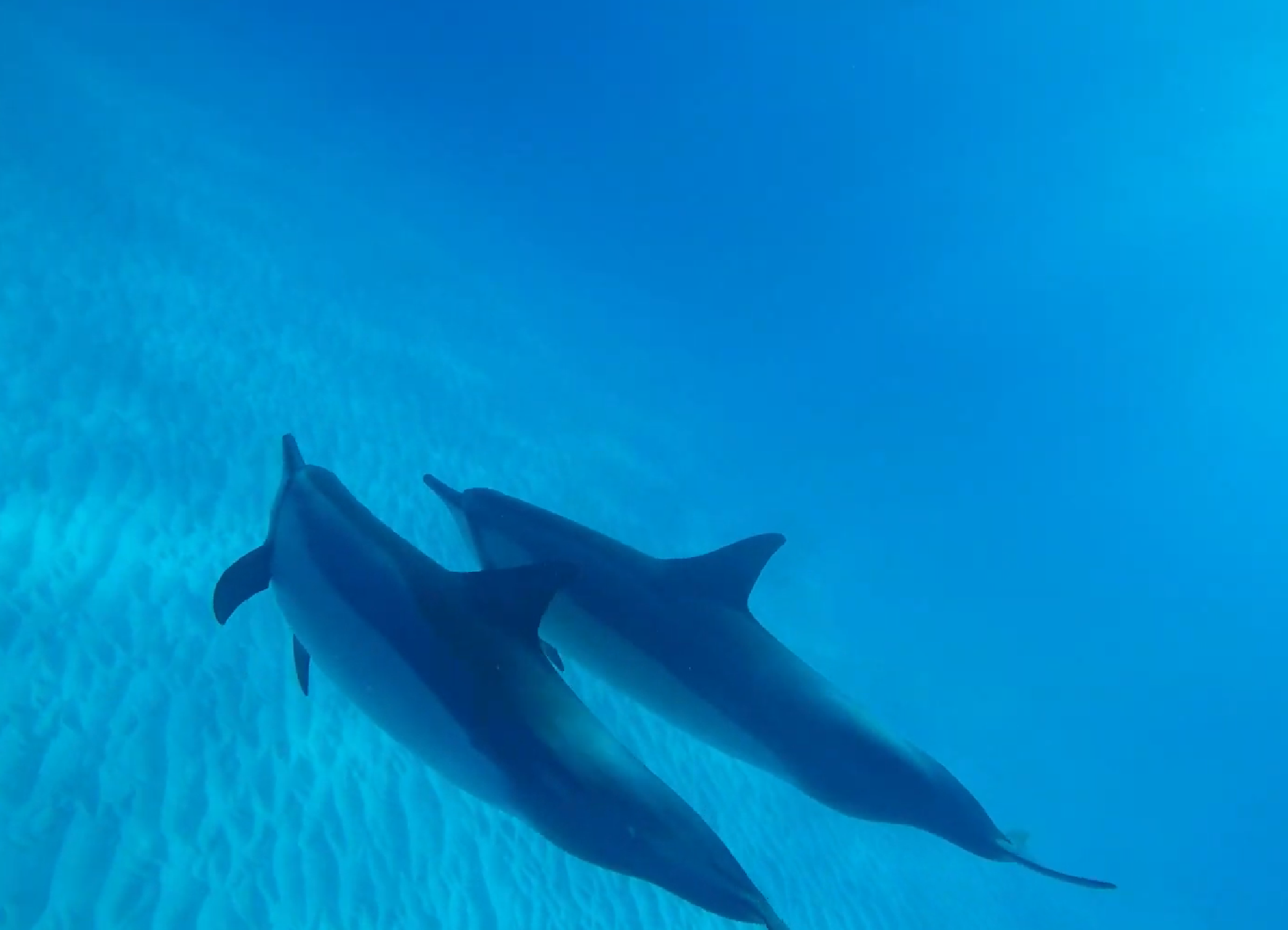ハワイ動画レポートvol 1 ハワイ島でハワイアンスピナードルフィンとスイム ダイビングと海の総合サイト オーシャナ