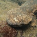 京都の鴨川でオオサンショウウオを観察。シュノーケリングで世界最大級の両生類を見に行こう！