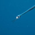キモかわ？深海生物シギウナギが大瀬崎の湾内に出現。その名の通り”シギ”のような顔立ちにビックリ！