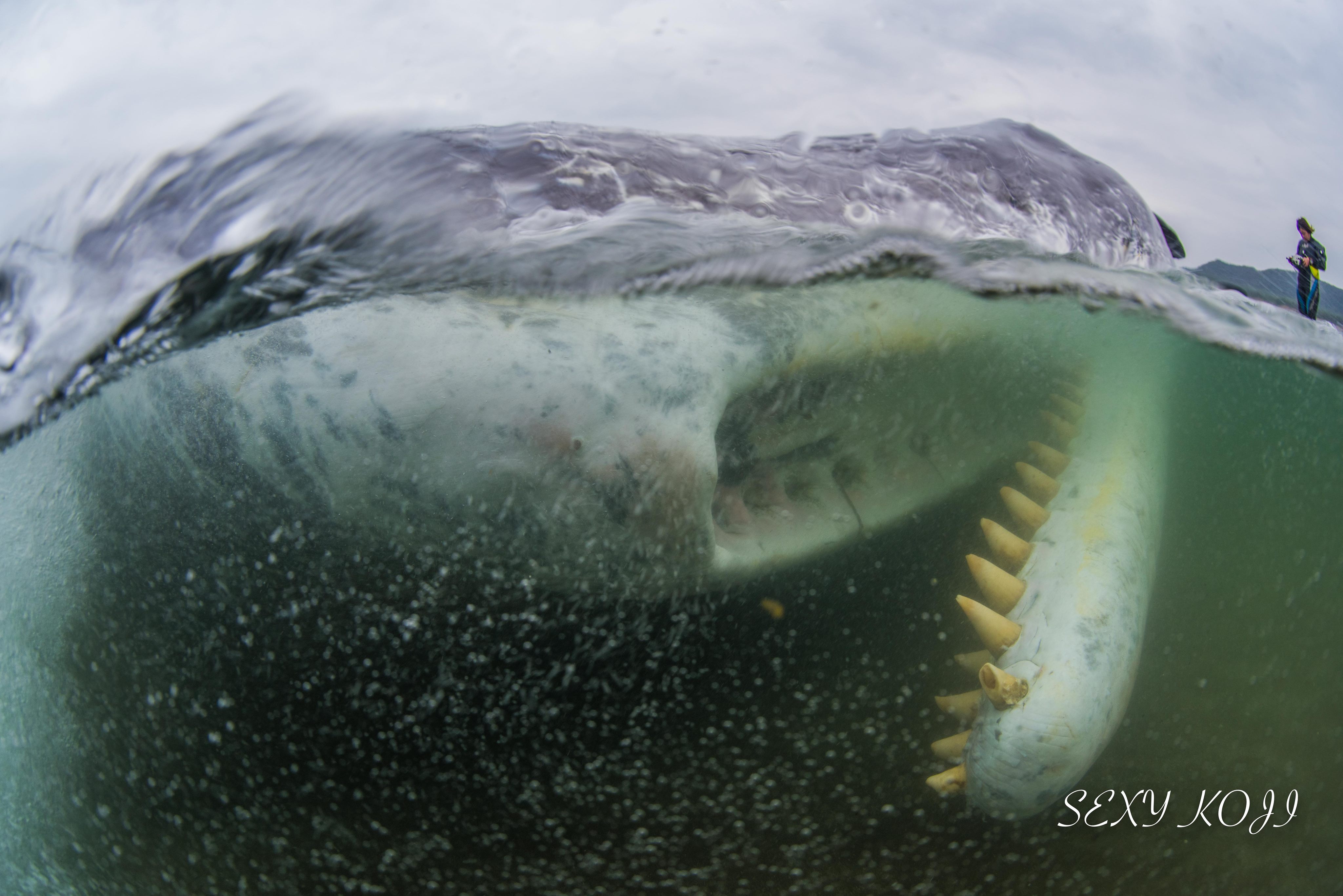 ニュース 鹿児島県南さつまにマッコウクジラが打ち上がる ダイビングと海の総合サイト オーシャナ