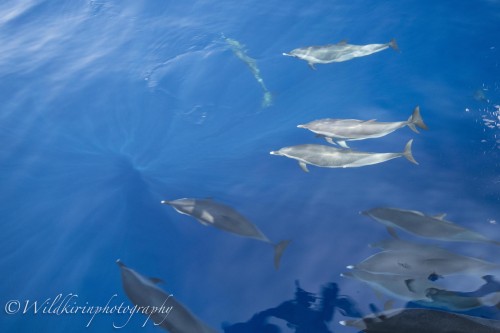 黒島付近で出会ったミナミバンドウイルカの群れは10分以上船の周りを遊んでくれた