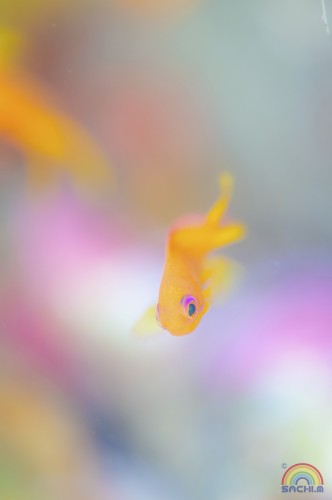 14-SM7_5330