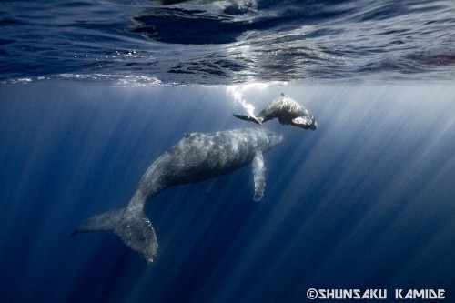 2月末、奄美大島周辺で撮影。後ろにはエスコートと呼ばれる雄クジラもついていました。