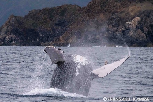 奄美初日に出会ったシングルのクジラ。30回以上ブリーチしていました。