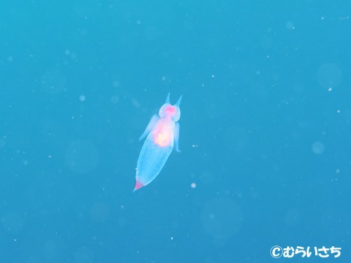 Dive In Japan Vol 02 北海道 ウトロでクリオネと流氷ダイビング 2 39 ダイビングと海の総合サイト オーシャナ