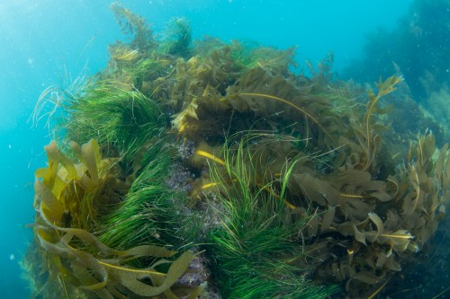 美しい海藻類（撮影／堀口和重）