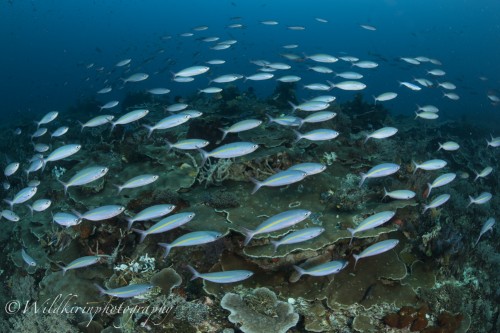 サンゴ礁の周りには多くのタカサゴの群などが見られた