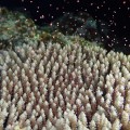 ＜速報＞動画付き！沖縄・阿嘉島でサンゴの大産卵を確認。迫力ある海中風景に感動！