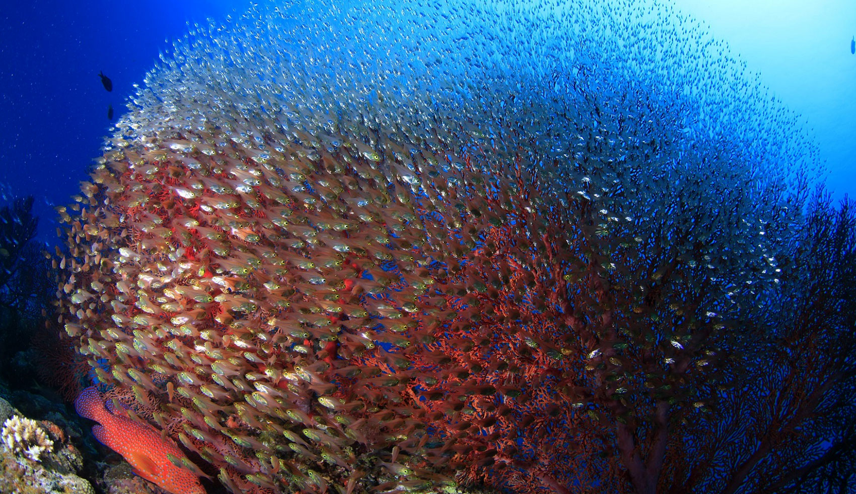 <p>「ウフタマ」で見たキンメモドキとスカシテンジクダイの大群。真っ赤なイソバナとユカタハタが彩りを添える</p>
