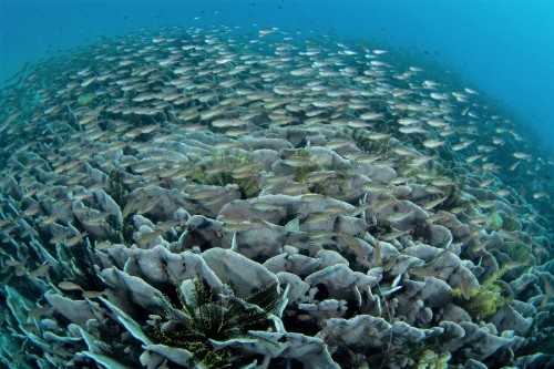サンゴ礁に群れるクロホシイシモチ（撮影／堀口和重）
