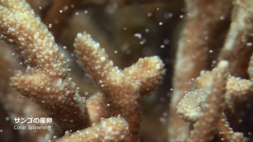 上映プログラム2▶︎3D Sony Aquarium　美ら海の生き物たち（約9分）