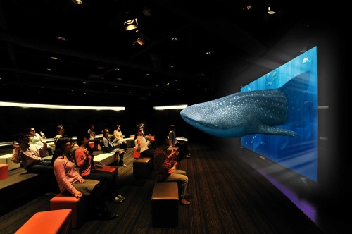 上映プログラム1▶︎3D Sony Aquarium　黒潮の海の生き物たち（約9分）