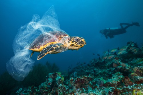 Maldivian hawkbill turtle floating on bottom of sea