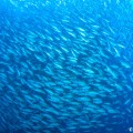 【「Dive in Japan!」vol.05:福岡県】世界遺産・沖ノ島の海で地形に魚群に、最後はイルカにも遭遇♪（5/39）