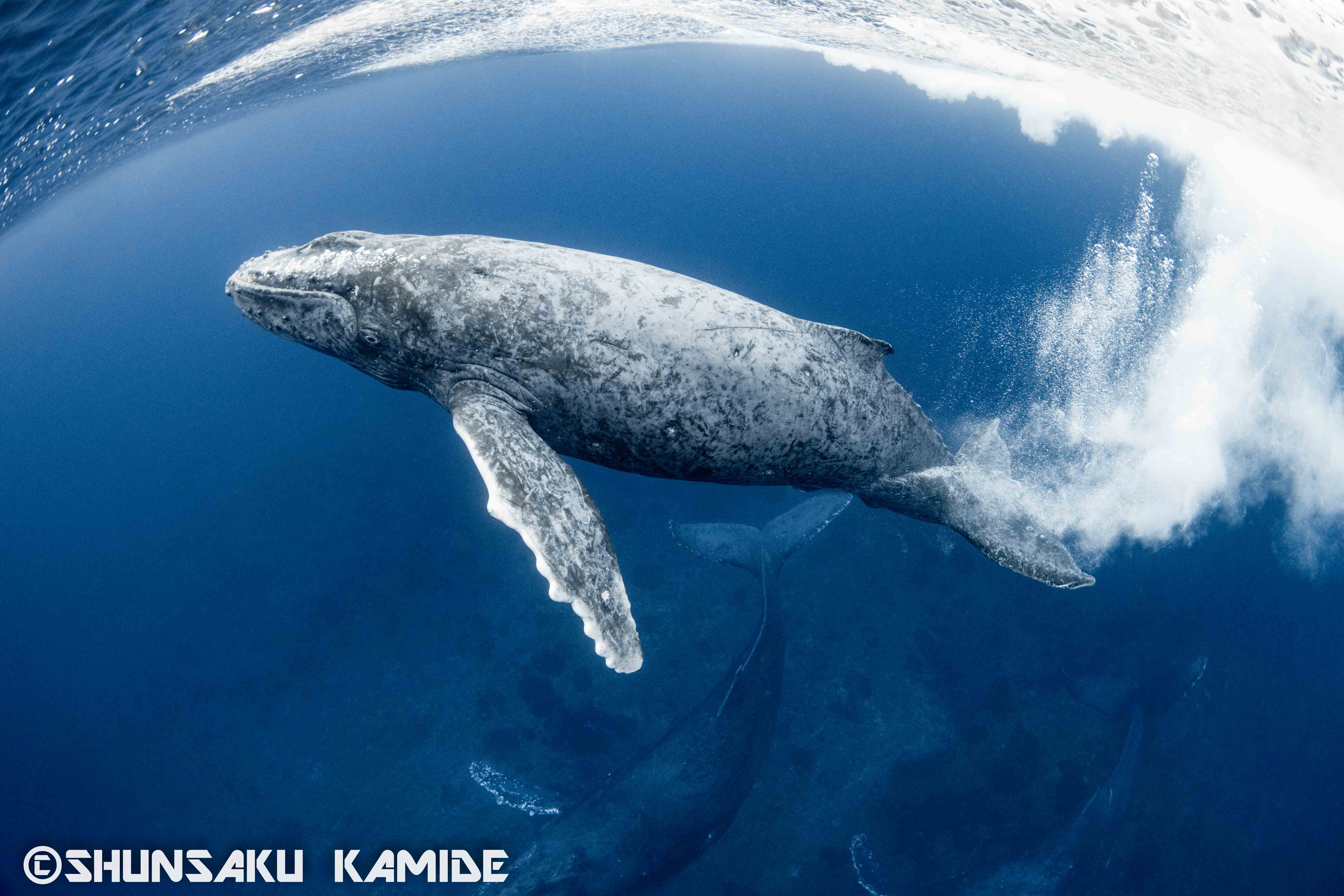 2020年奄美大島ホエールスイムレポート〜ザトウクジラのシャッターチャンスに恵まれた理由とは？〜