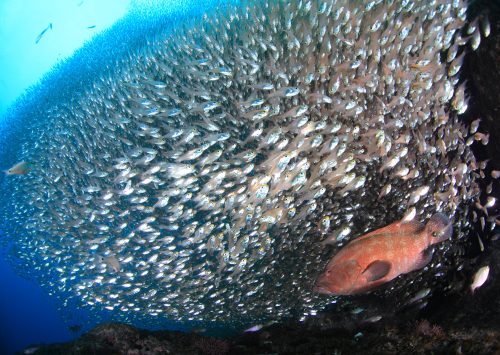 貴重 良い子は見ちゃだめ ヤッコエイの交尾シーンがすごかった 和歌山 串本 ダイビングと海の総合サイト オーシャナ